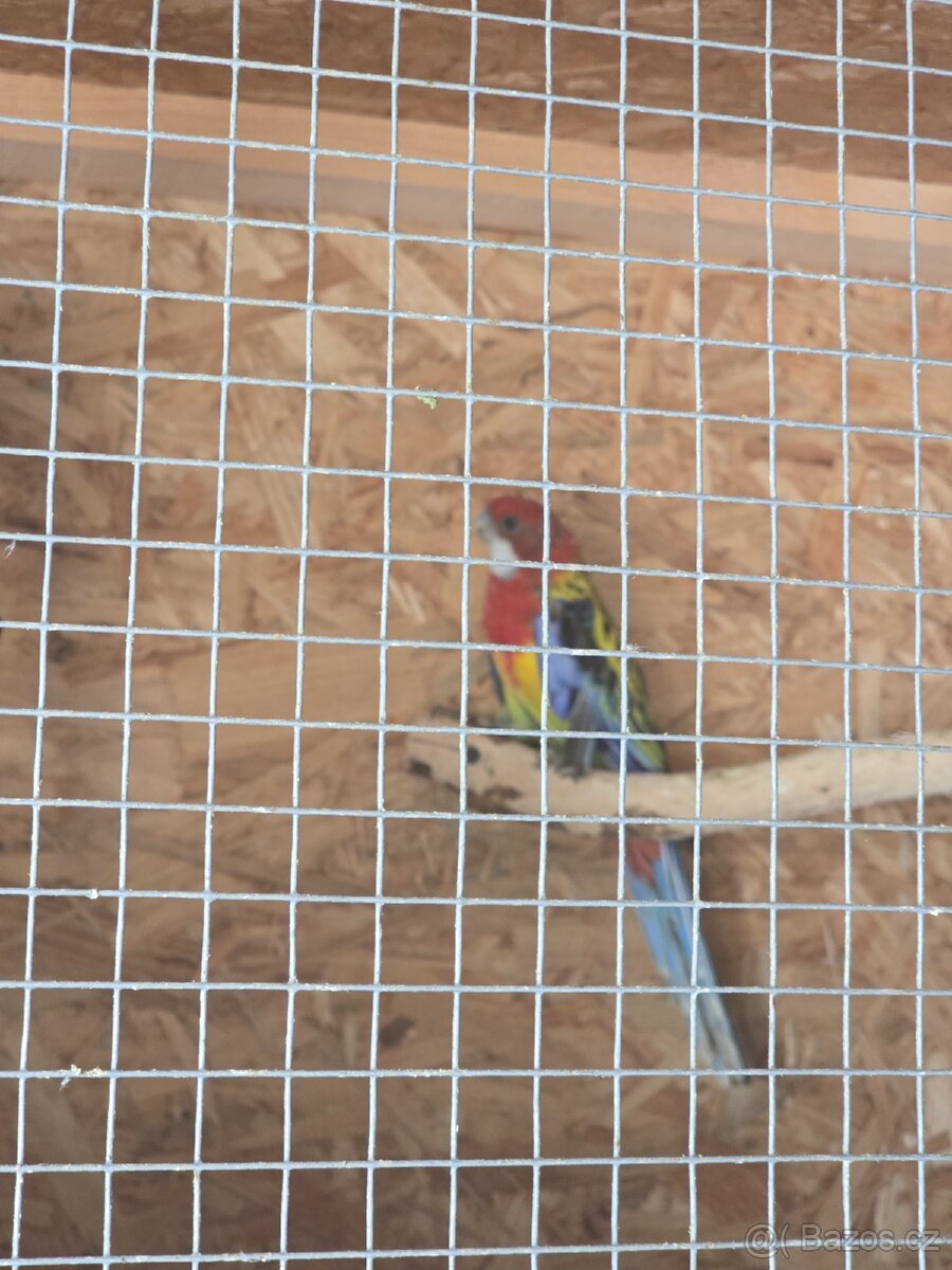 Rozela rubino a pestrá - 7