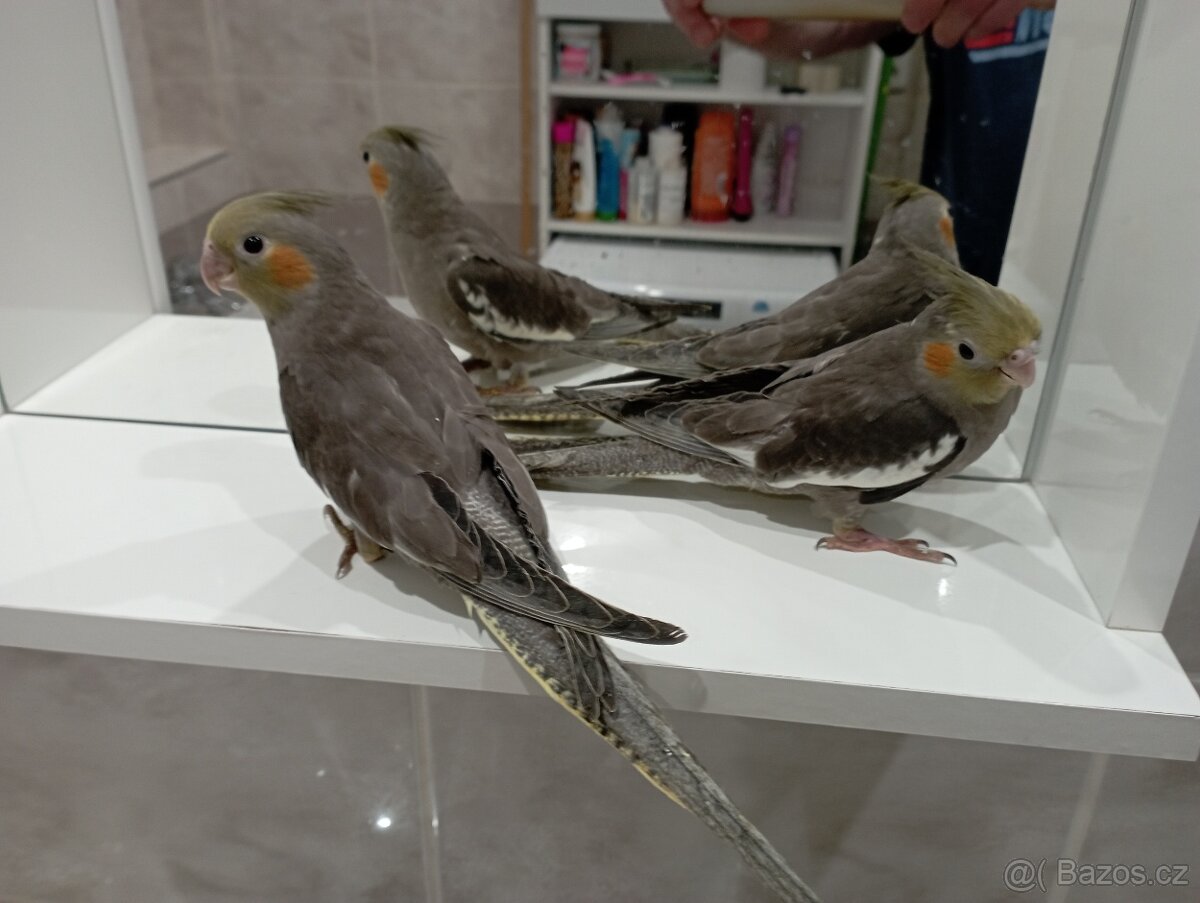 Korelky ručně dokrmené Brno - 7