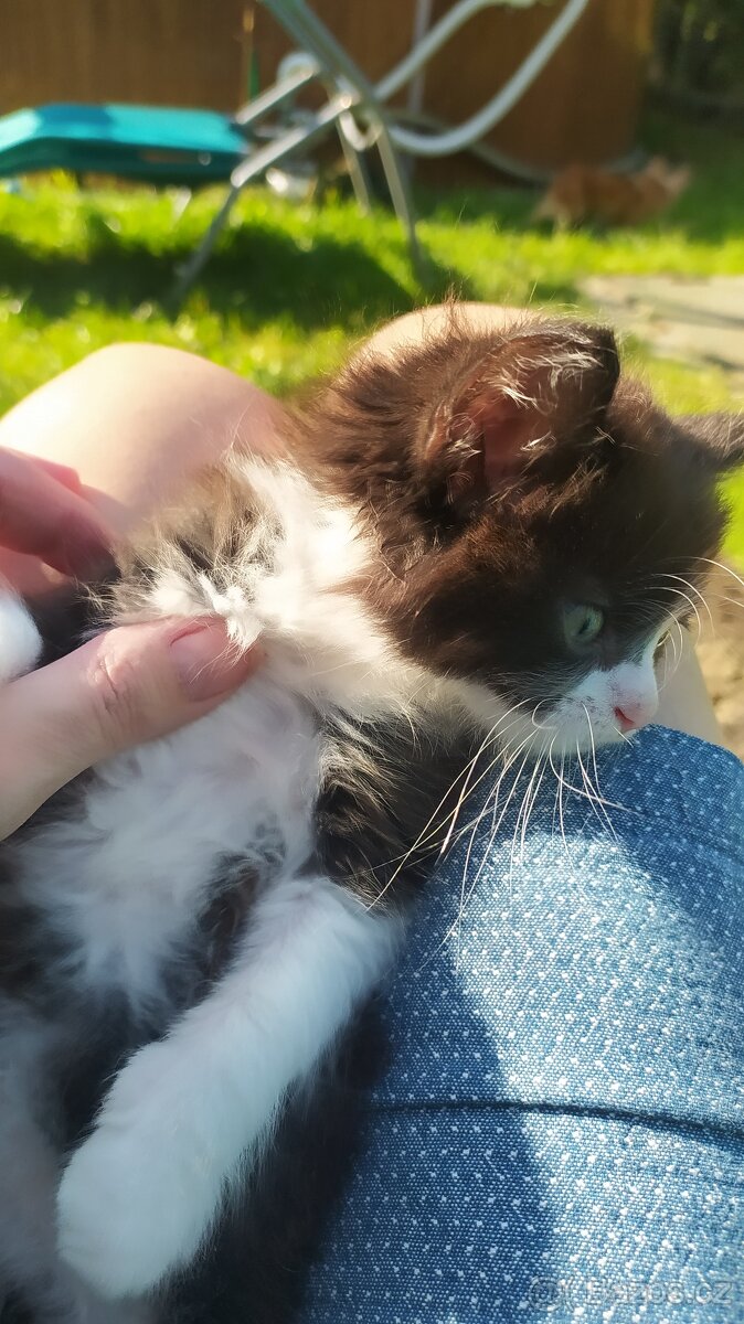 Kočka Evropská & Ragdoll - 7