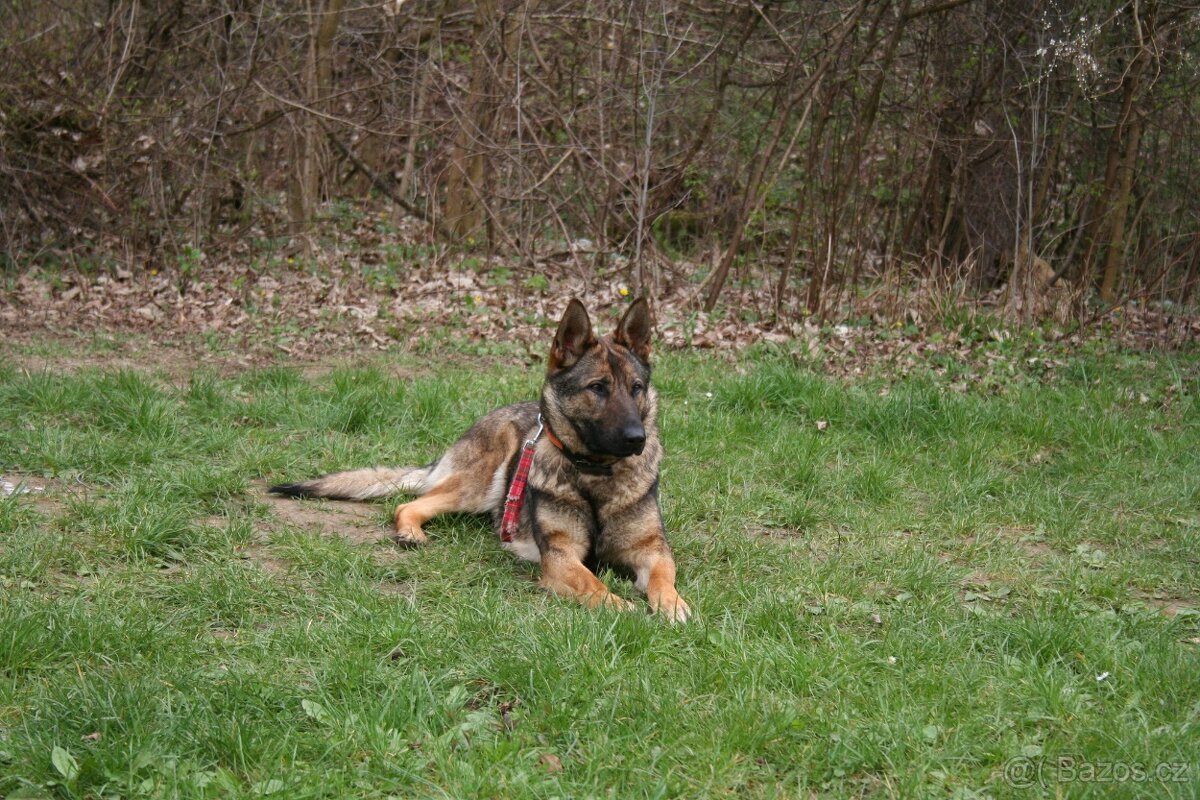 šteniatka kríženec nemecko-belgický ovčák (cross) - 7