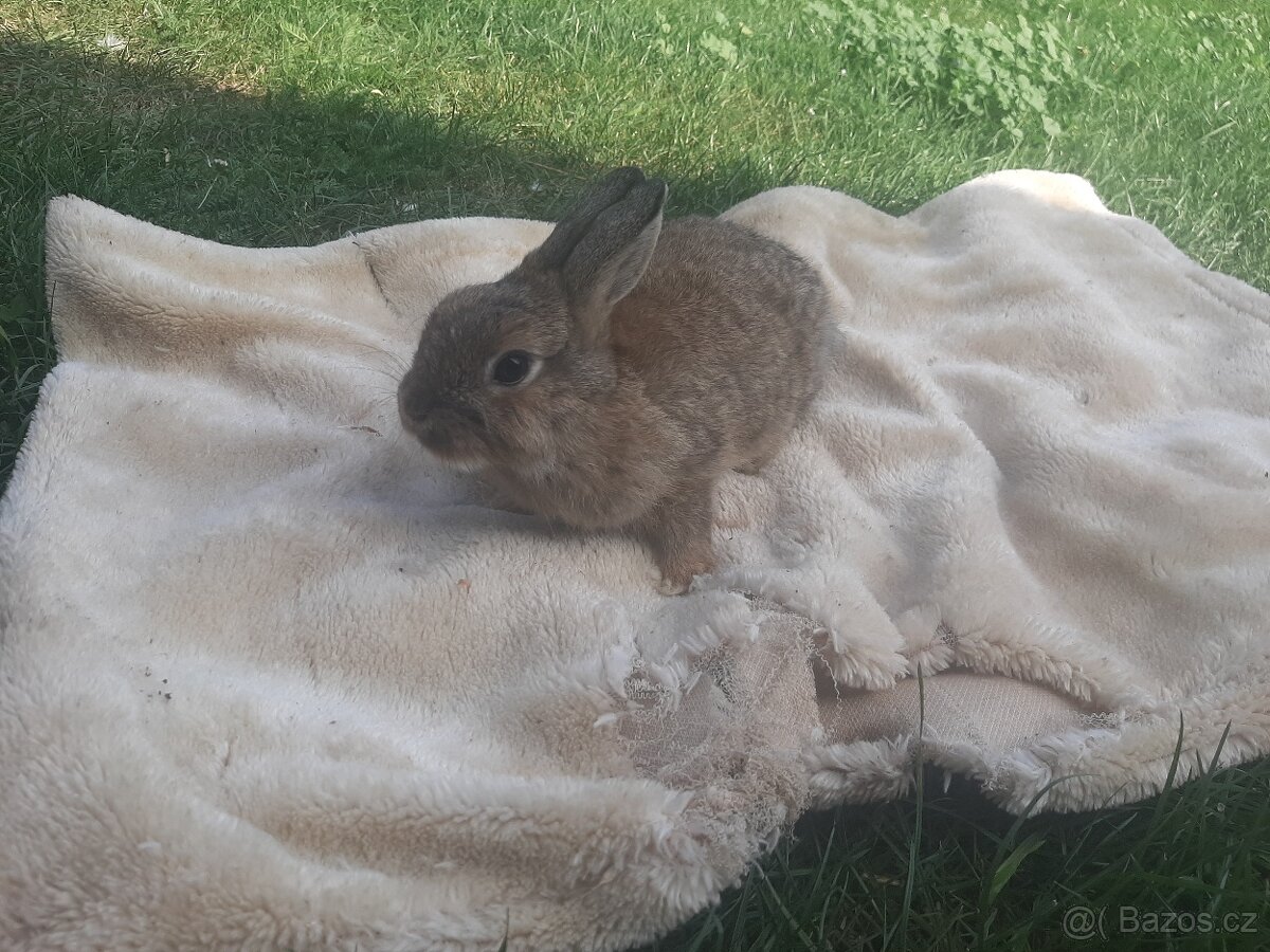 Kralicci králíci kraličACI - 7