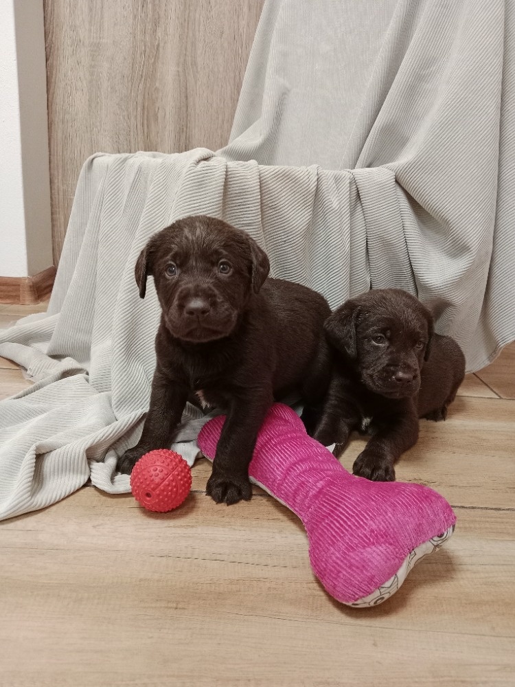 Labradorský retrívr - 7