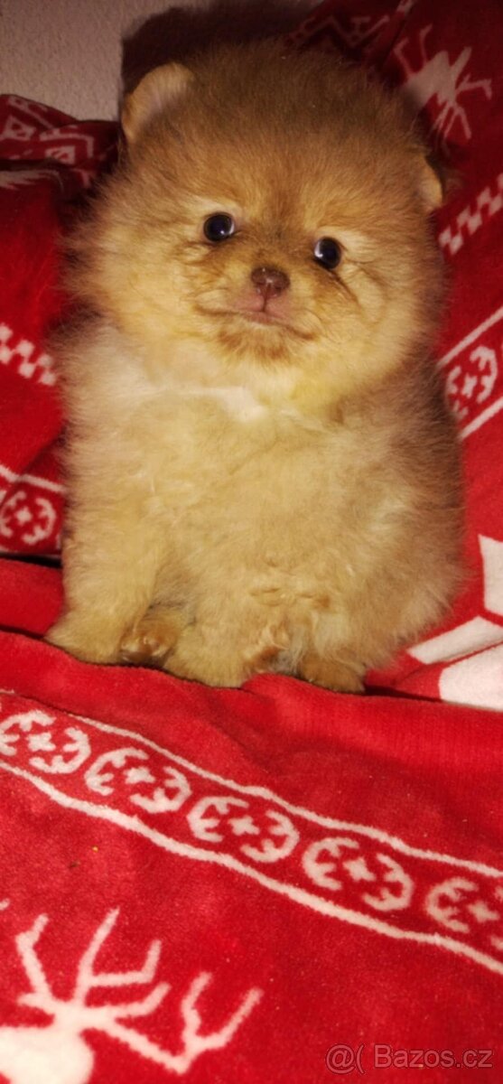 Pomeranian TOP fenečka a pejsek světlé barvy - 7