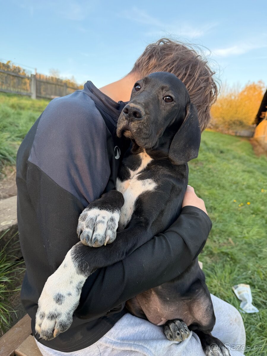 Fenky pointer s PP - 7