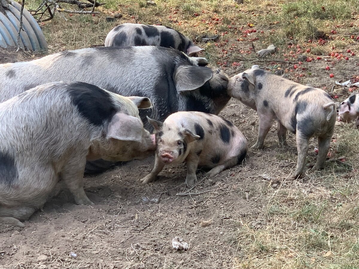 Prodám letošní selata pastevního prasete – typ kune-kune - 7