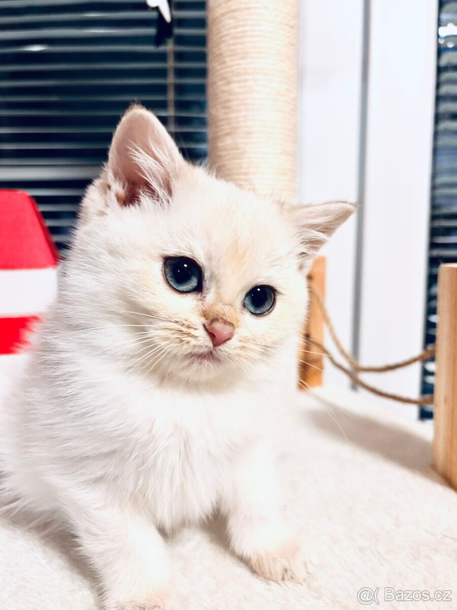 Britská koťátka činčily k odbery hned - 7