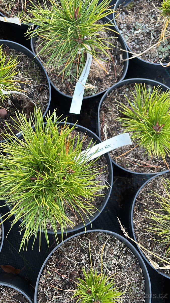 Borovice c2 doprava - 7