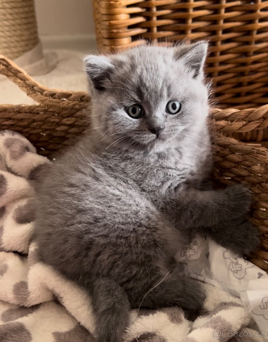 Britské modré kotě - 7