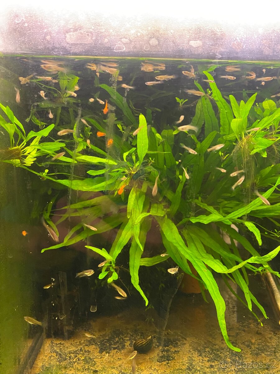Paví očka a mečovky - 7