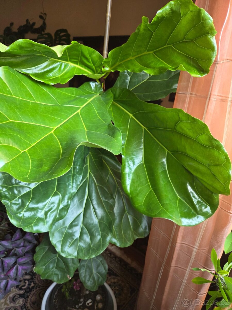 monstera, fíkus dubák, pryšec - 7