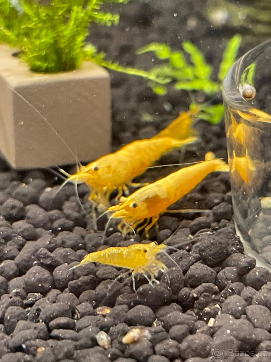 Krevetky žluté Yellow Fire - 7