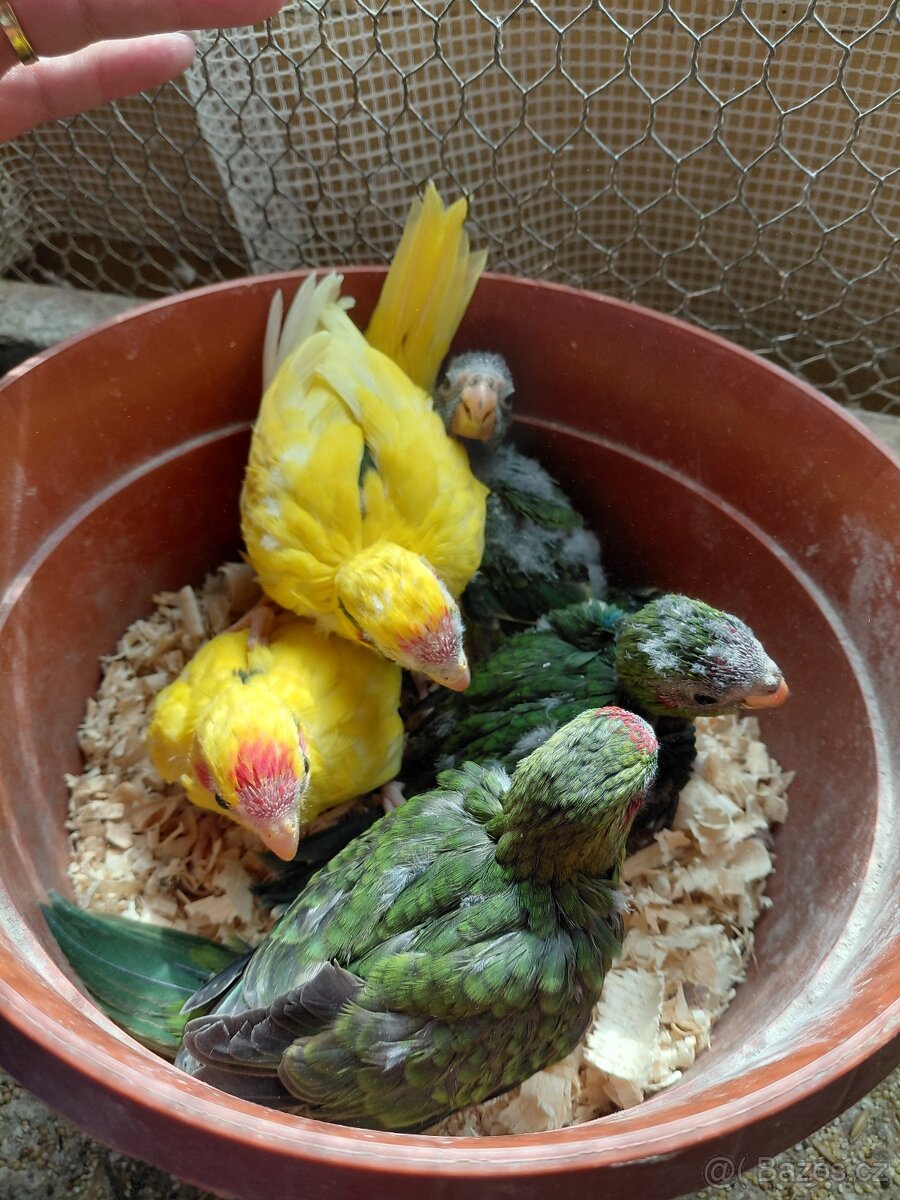 Kakariki, andulky,korely - 7
