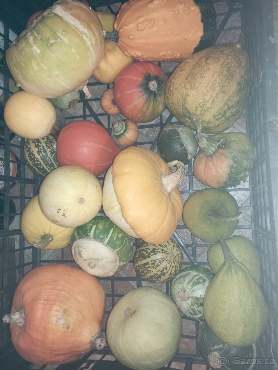 Přebytky okrasných dýní, dýně, tykev - 7