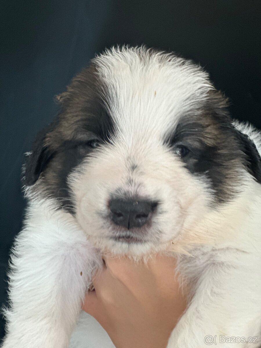 Tornjak s PP poslední 2 štěňátka - 7