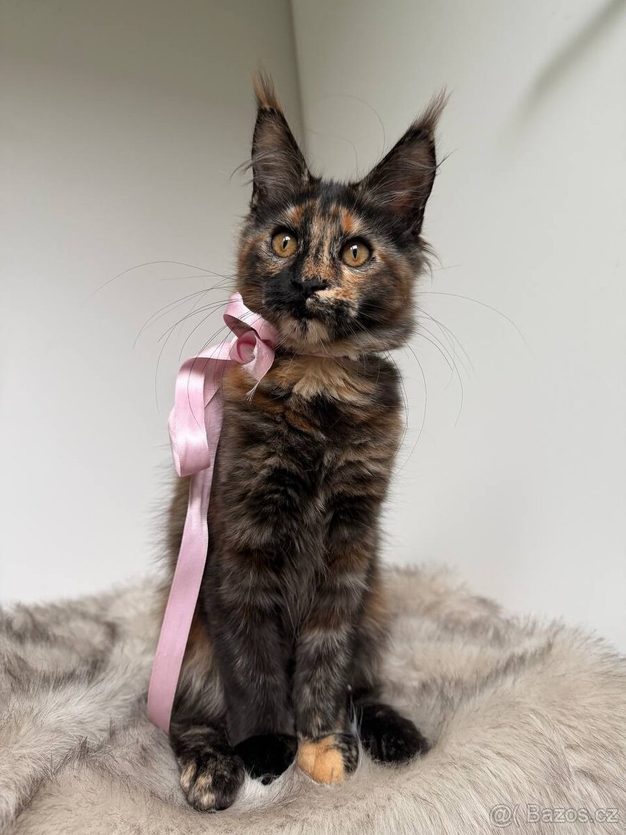 Mainská mývalí koťátka s PP - 7