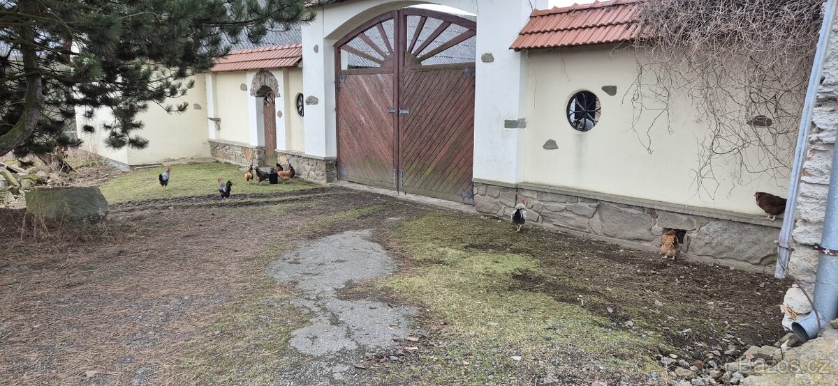 Kohouti na prodej - 7