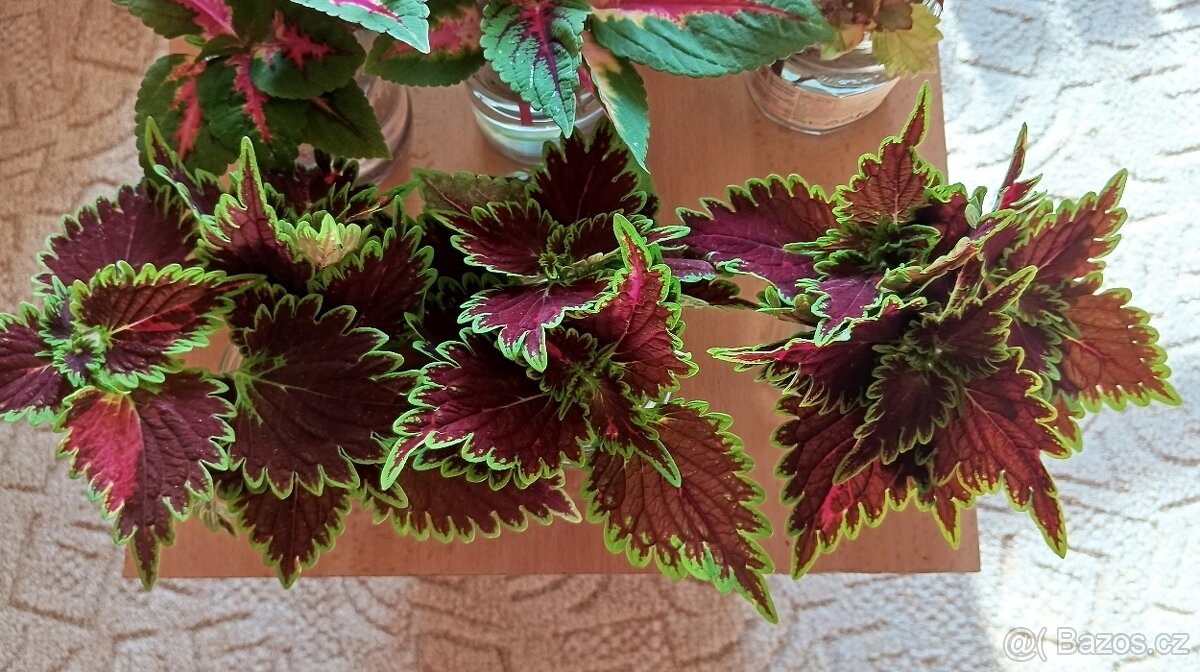 Africká barevná okrasná kopřiva - coleus - 7