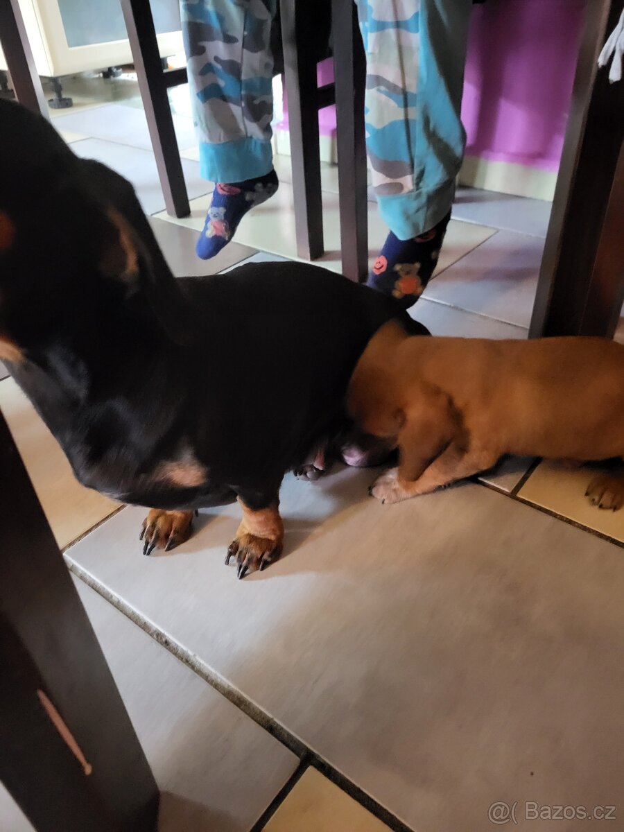 Jezevčík standard x Jezevčík trpasličí pejsek - 7