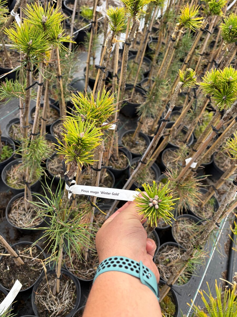 Borovice c3 doprava - 7