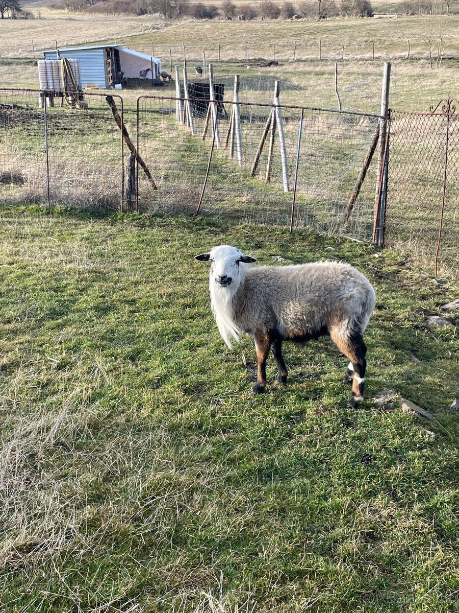 Ovce kamerunský beran - 7