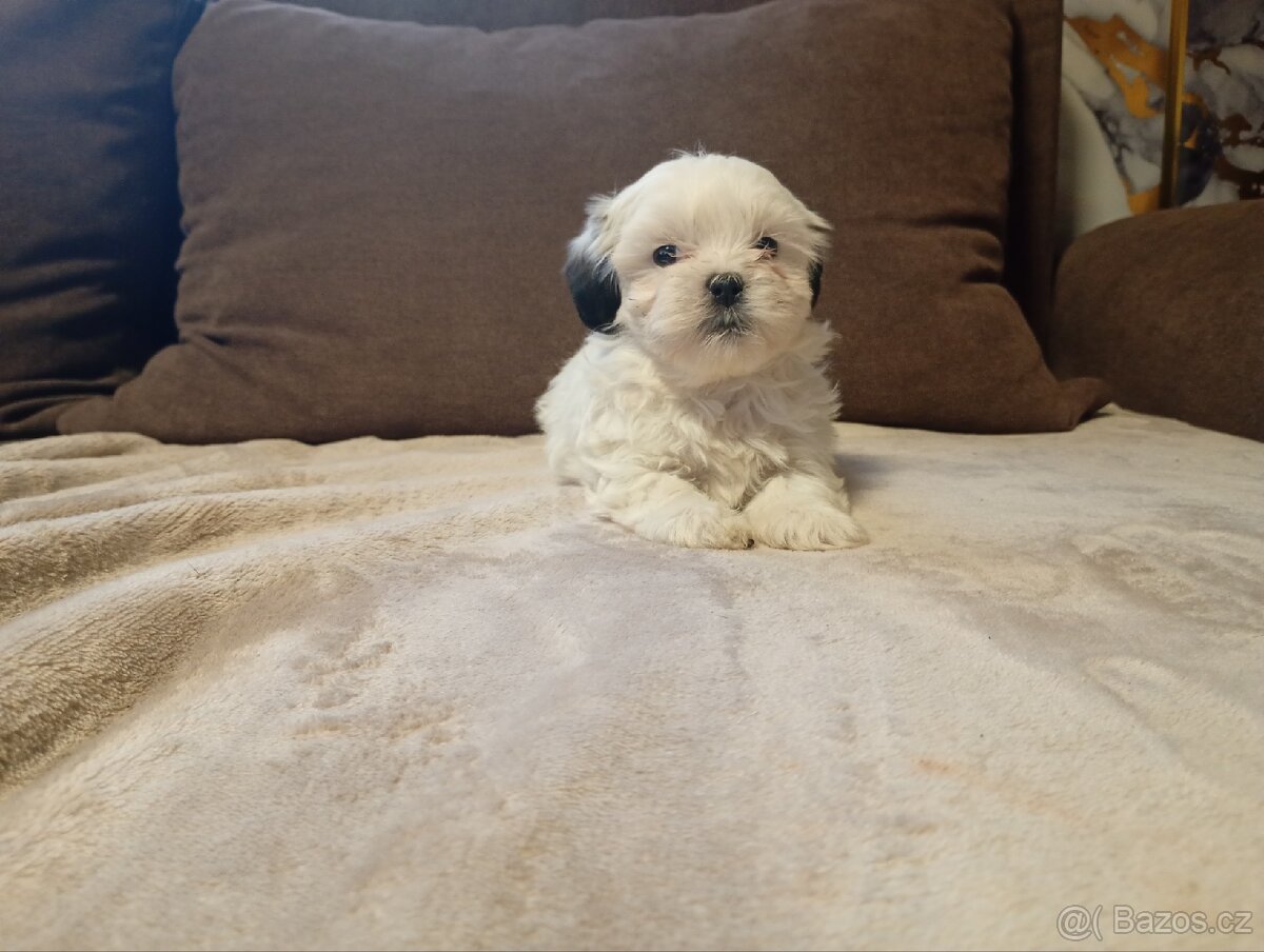 Jorkšírský teriér biewer - 7