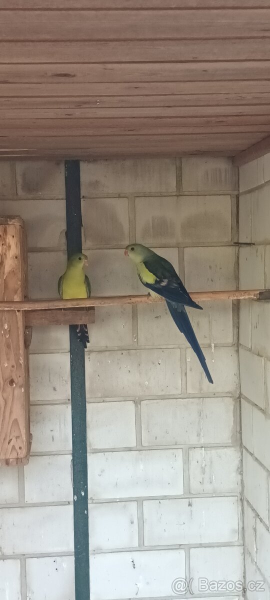 Papoušek horský modrý - 7