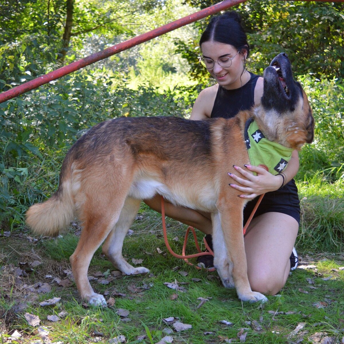 🐾 Tessar – mladý kříženec německého ovčáka a akita inu hled - 7