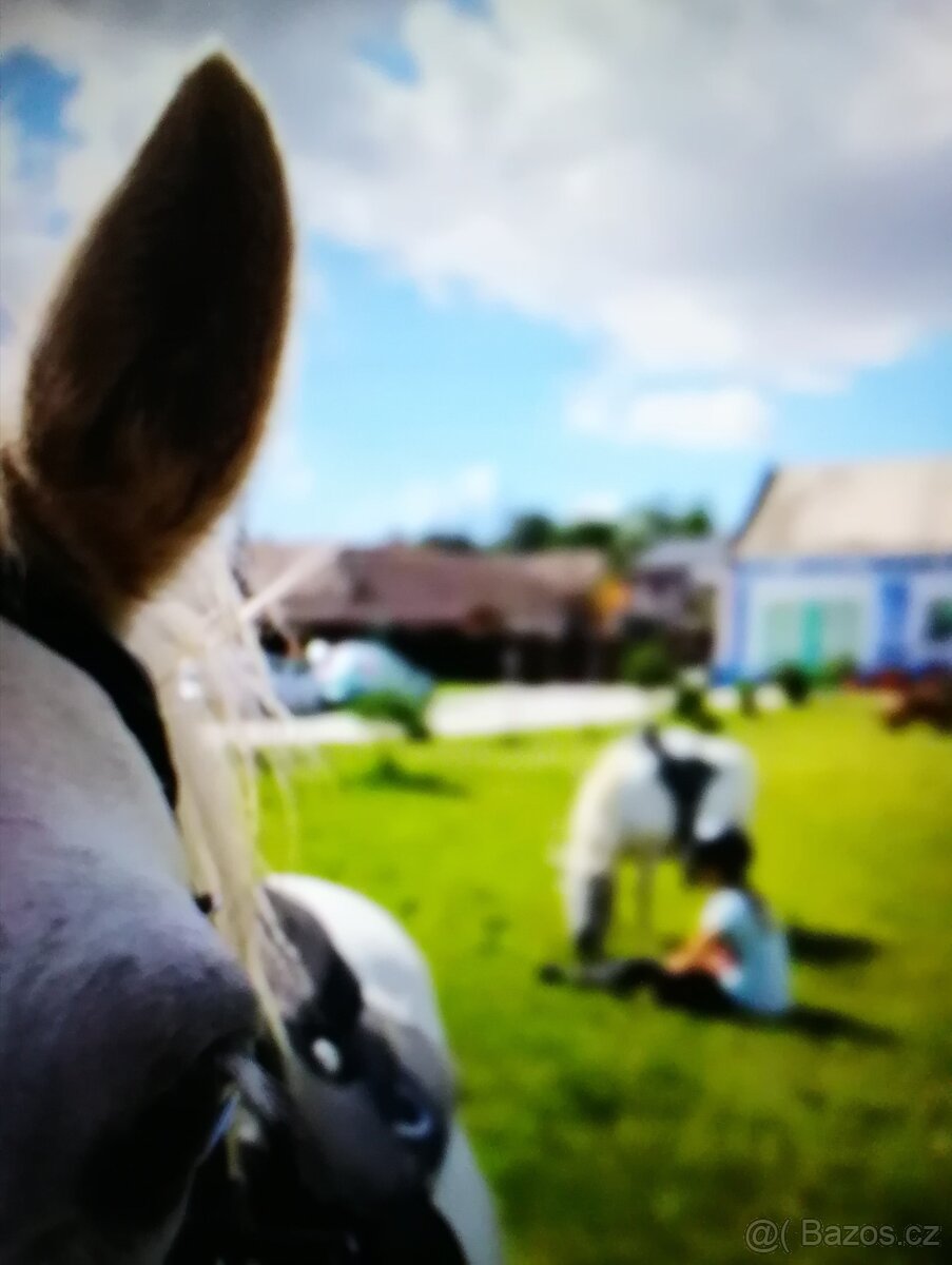 Výnimočná usadlost s dvomi domami - 7