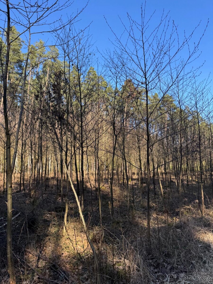Prodám lesní pozemek v k.ú. Sedlečko u Soběslavě - 7