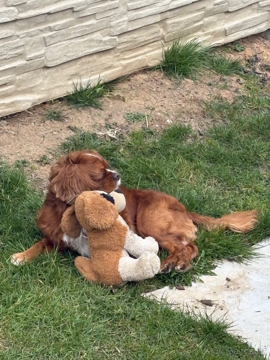 Ahoj, jmenuji se Miky 🐶 - 7