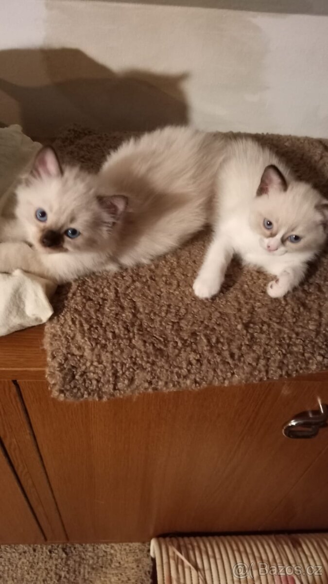 Kotátka Ragdoll bez PP - 7