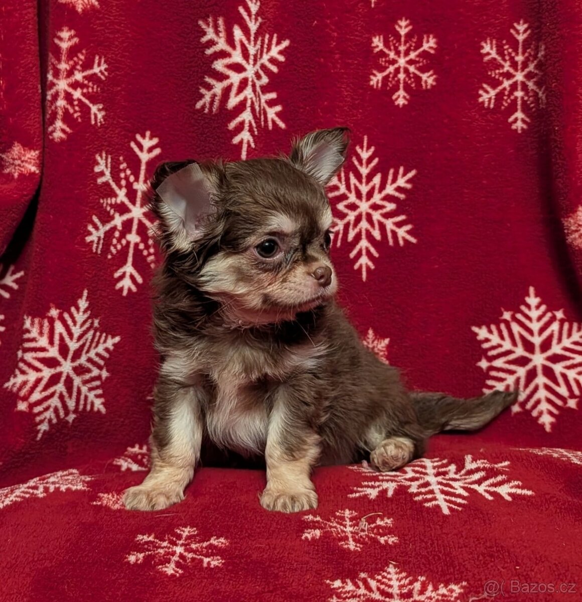 Čivava dlouhosrstá s PP - 7