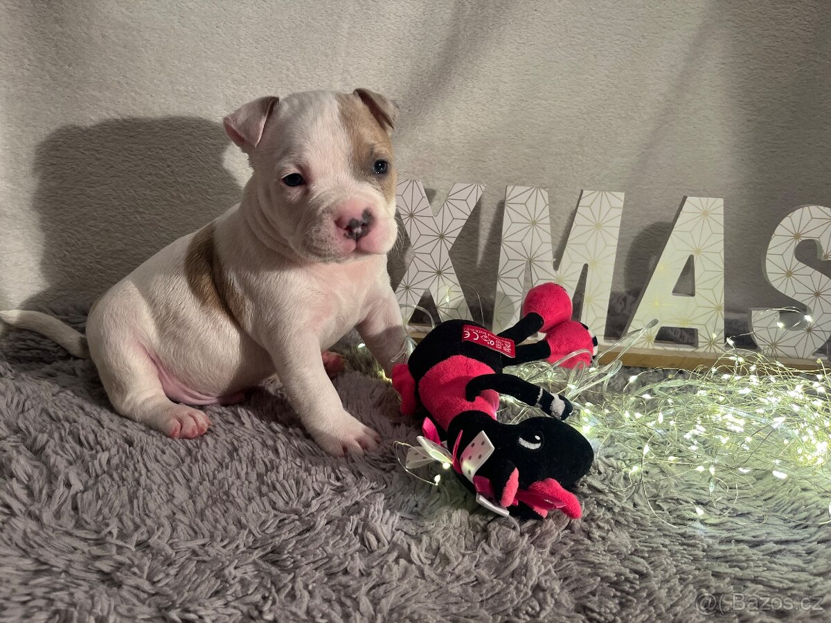 American bully - 7