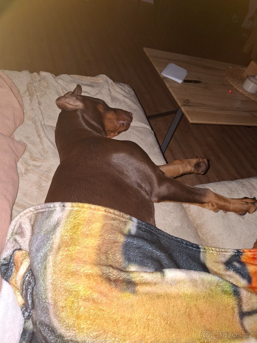 DOBRMAN STĚNĚ - 7