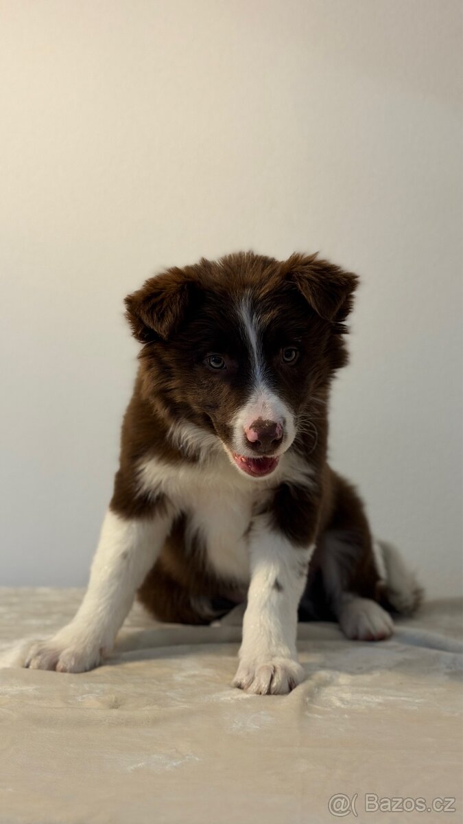 ŠTĚŇÁTKO BORDER KOLIE - 7