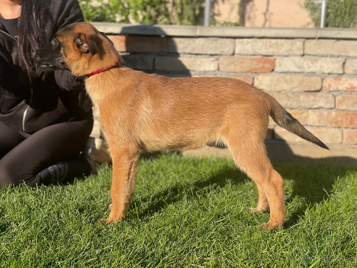 Belgický ovčák- Malinois s PP - 7