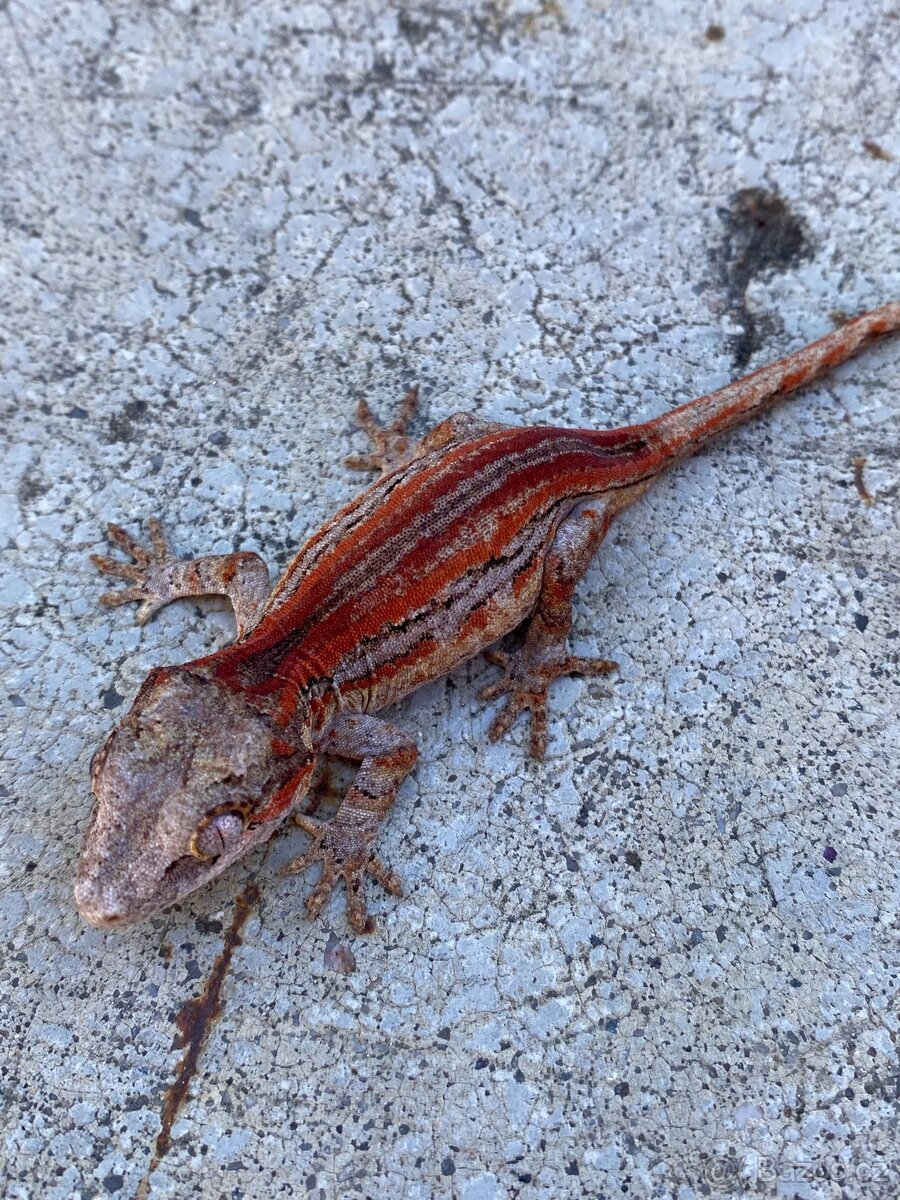 R. Auriculatus Red - 7