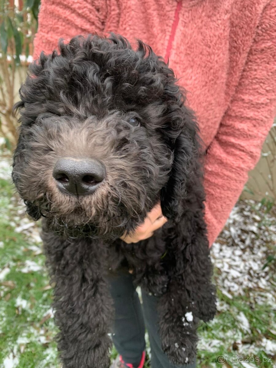Štěně Labradoodle Draco - 7
