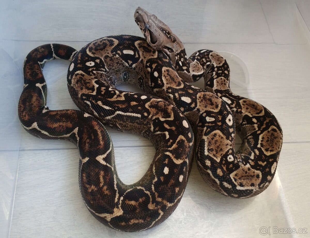 Boa imperator - DH Leopard VPI T+ Albino - 7