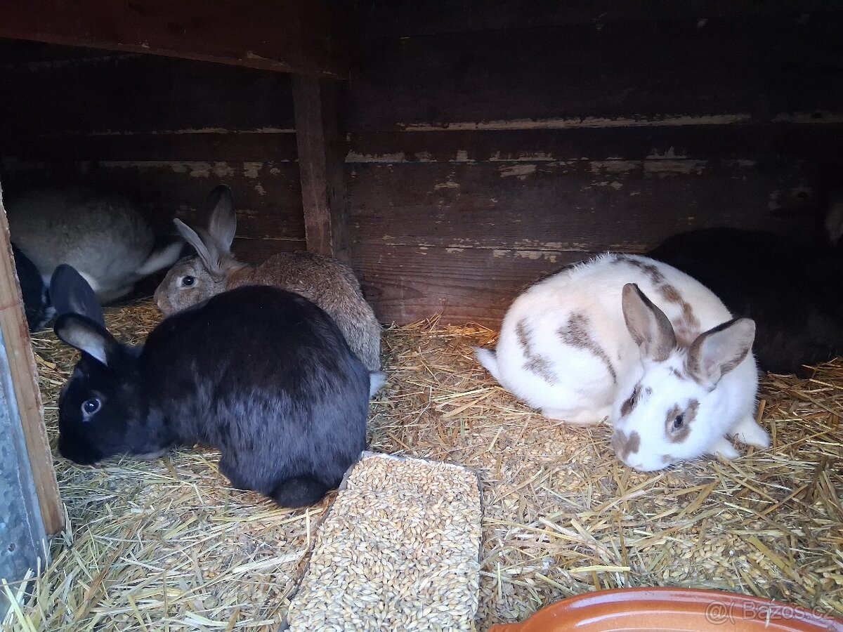 Králíci k prodeji - 7