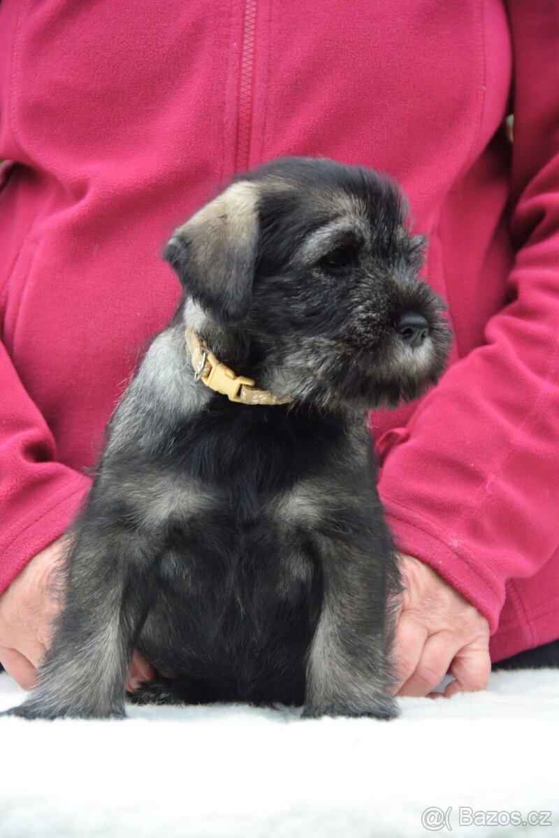 Knírač střední pepř a sůl, štěňata s PP - 7