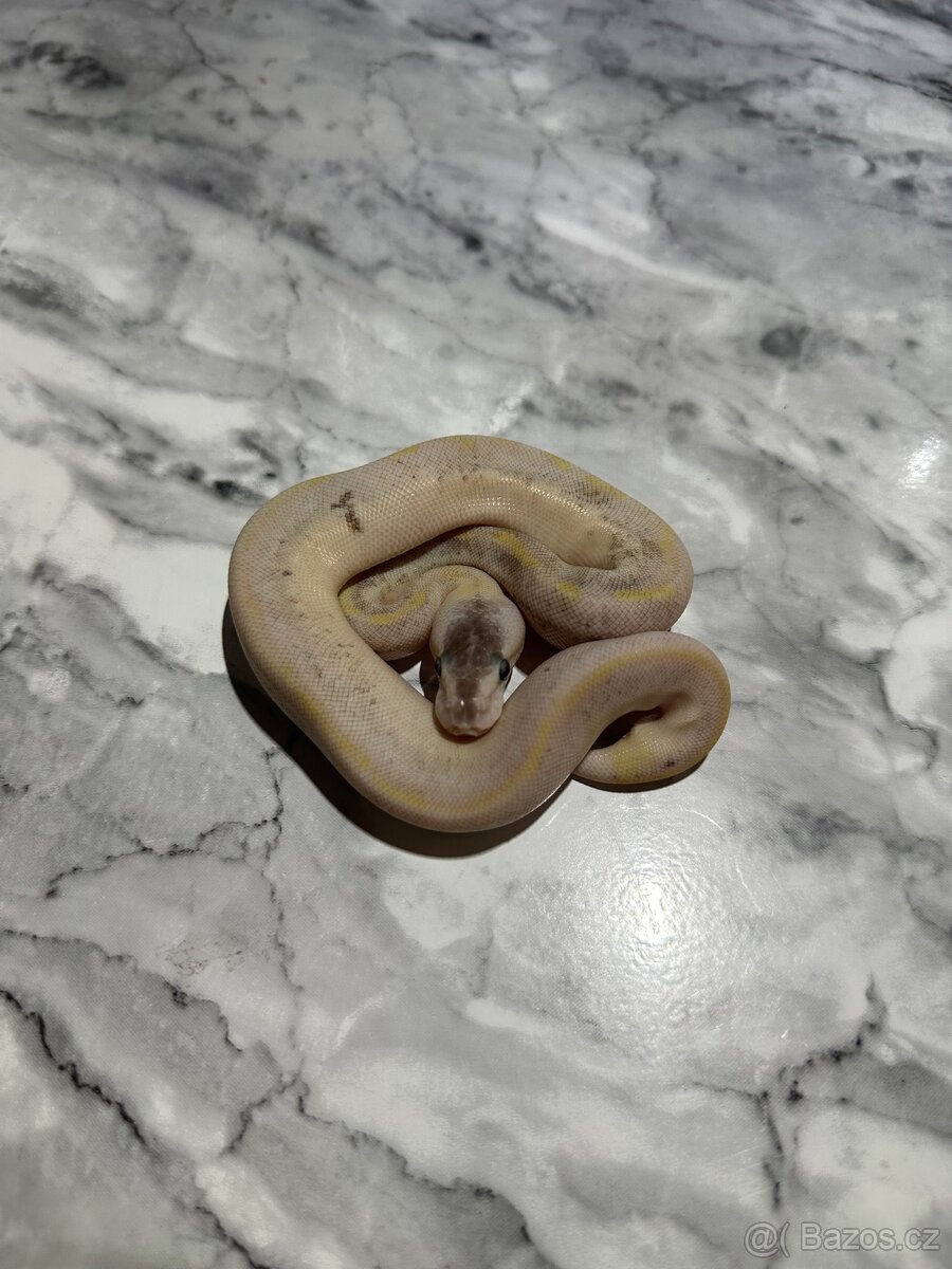 Krajta Královská Python regius Volná mláďata :) - 7