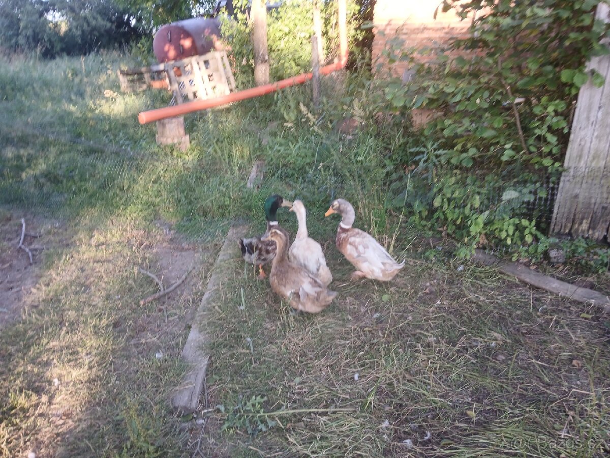 Kachny ruánské a saské - 7