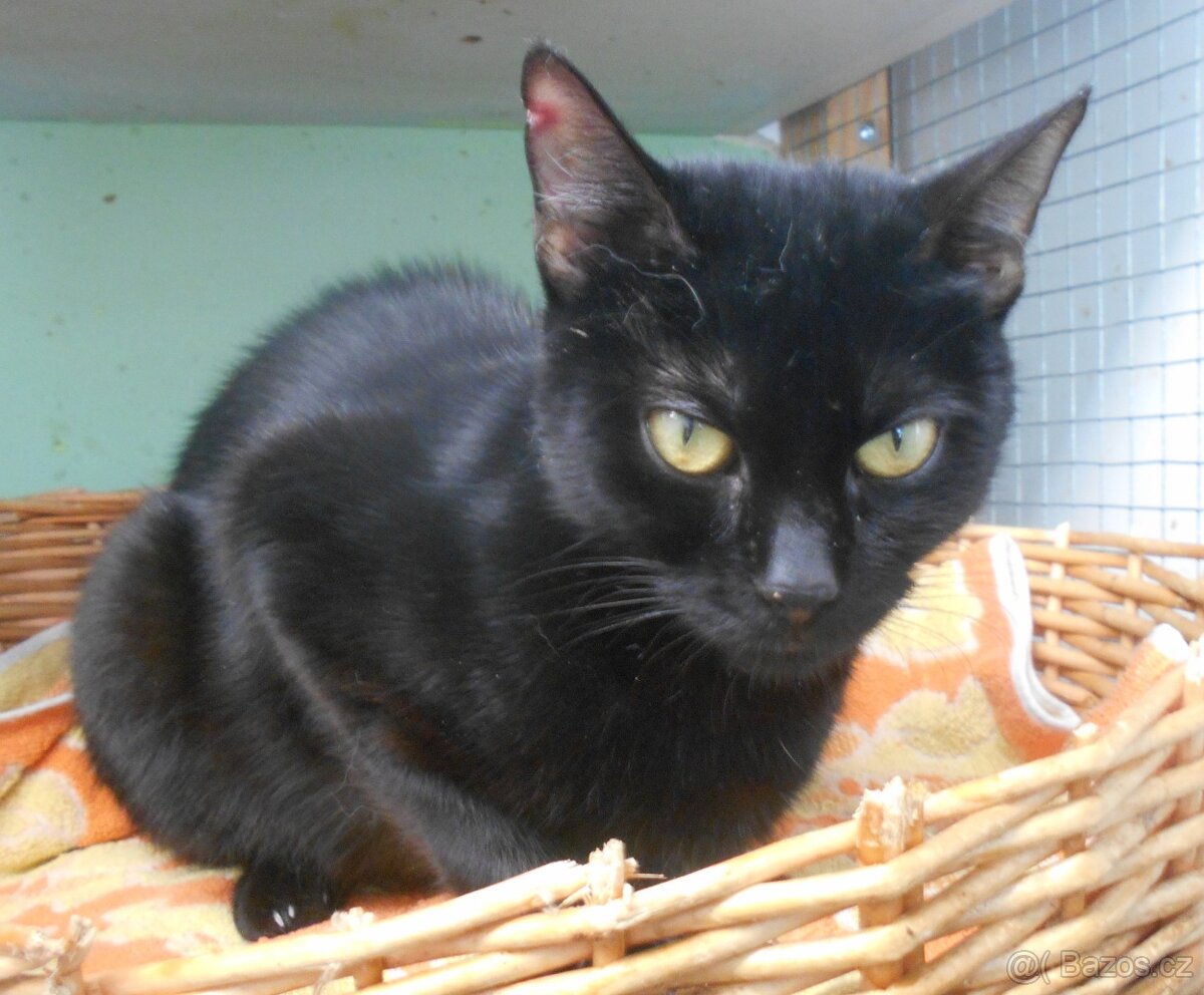 Černá, hodná 1,5-2letá Žofinka - 7