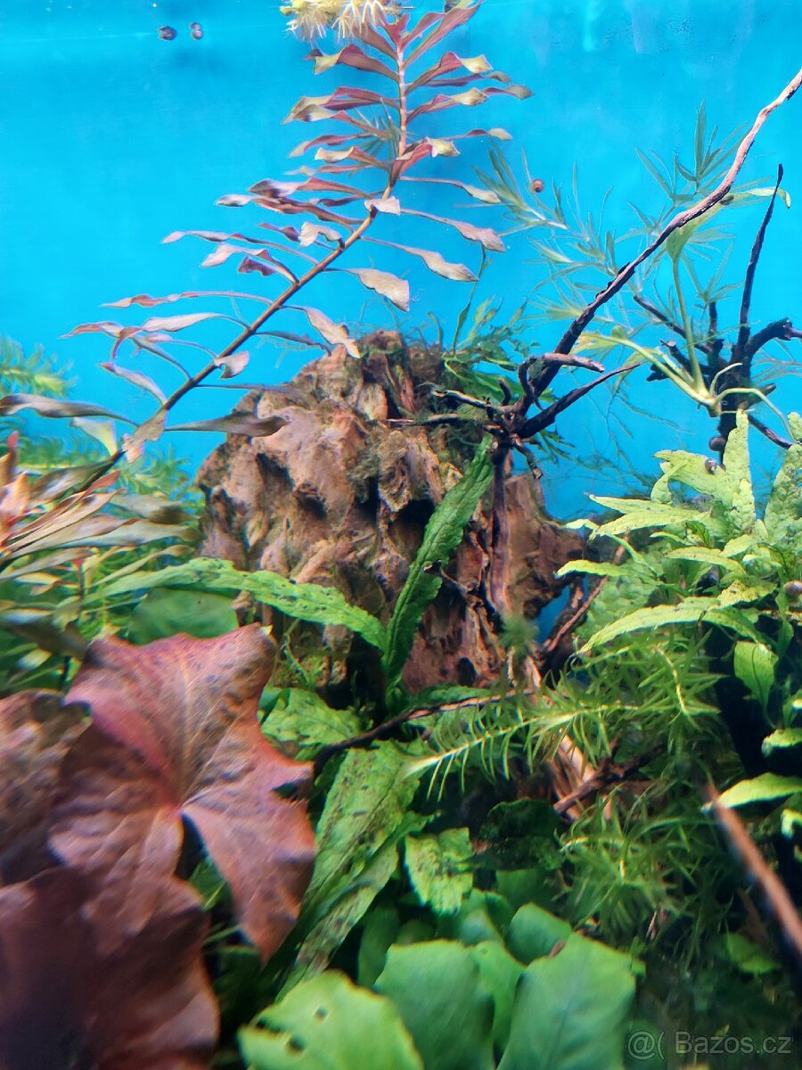 Akvárium i se stolkem - 7