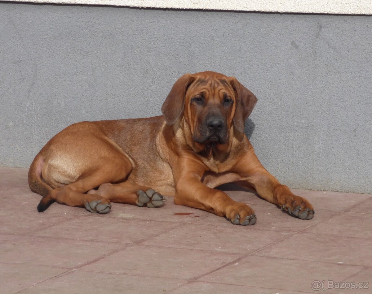 Tosa inu - pejsci k odběru - 7