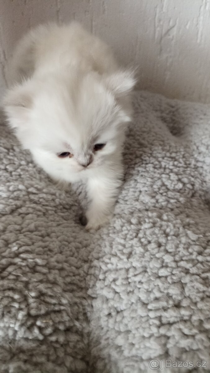 Britská kočička s PP - 7