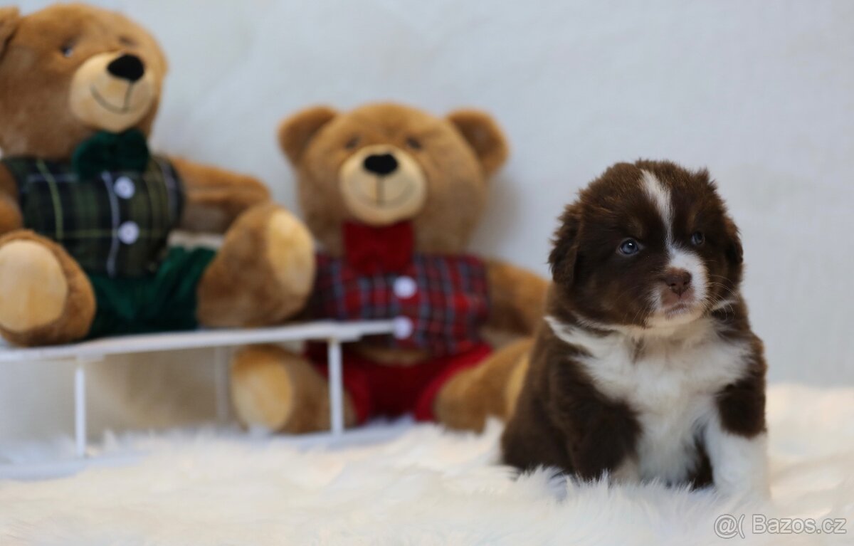 Miniaturní americký ovčák - 7