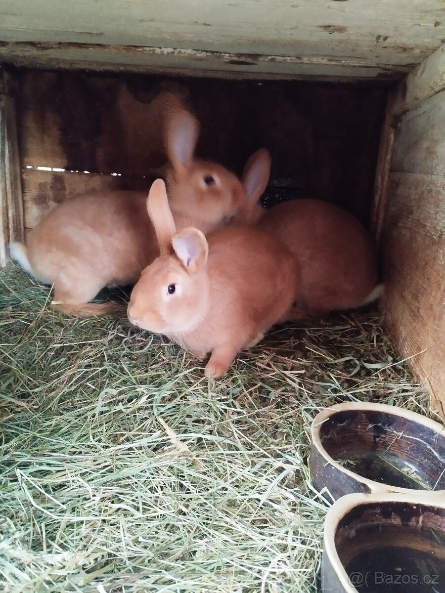 Burgundský králík - 7