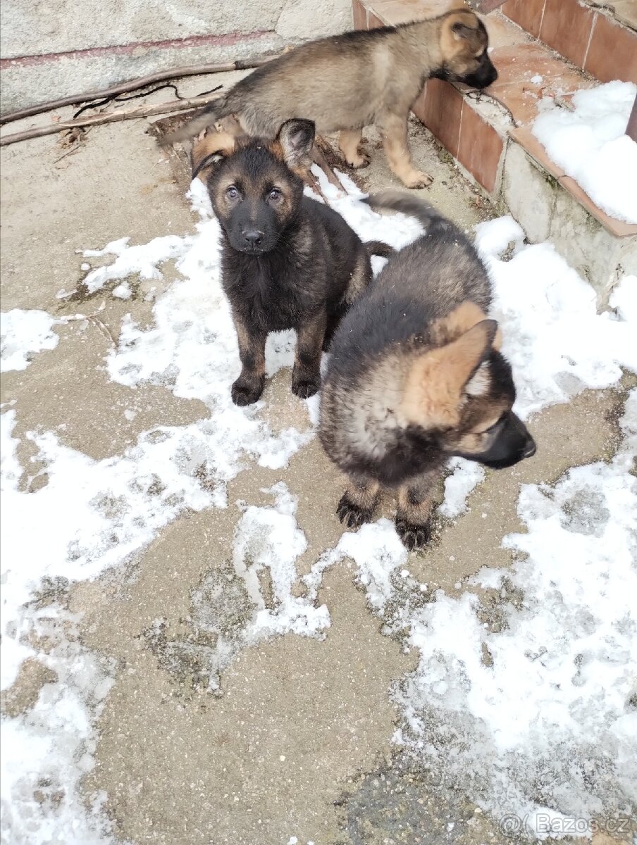 Německý ovčák - 7